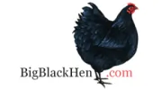 Big Black Hen